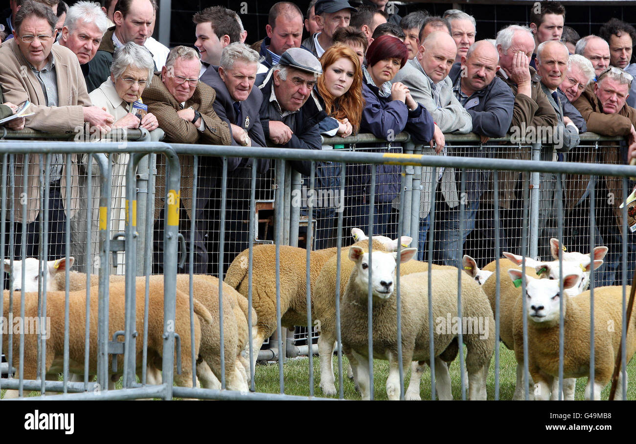 Royal Ulster Agriculture Society Stock Photo Alamy