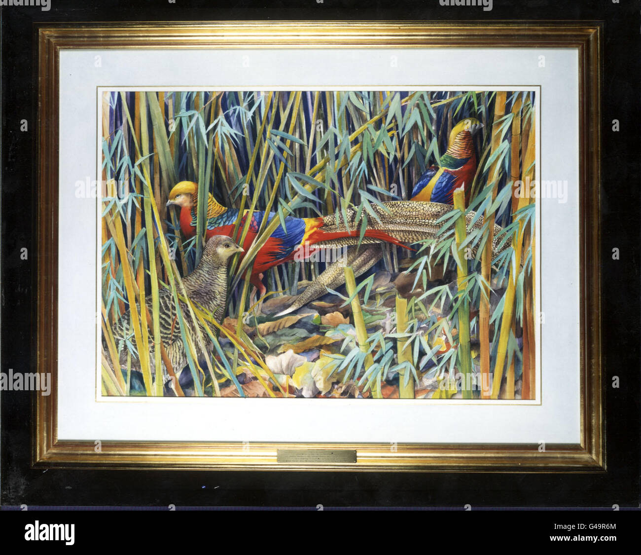 Golden Pheasants (Chrisolophus Pictus). One of two paintings of endangered bird species by British artist Emma Foulls being presented to The Queen and The Duke Of Edinburgh by Commonwealth Leaders meeting in Edinburgh this evening. Stock Photo