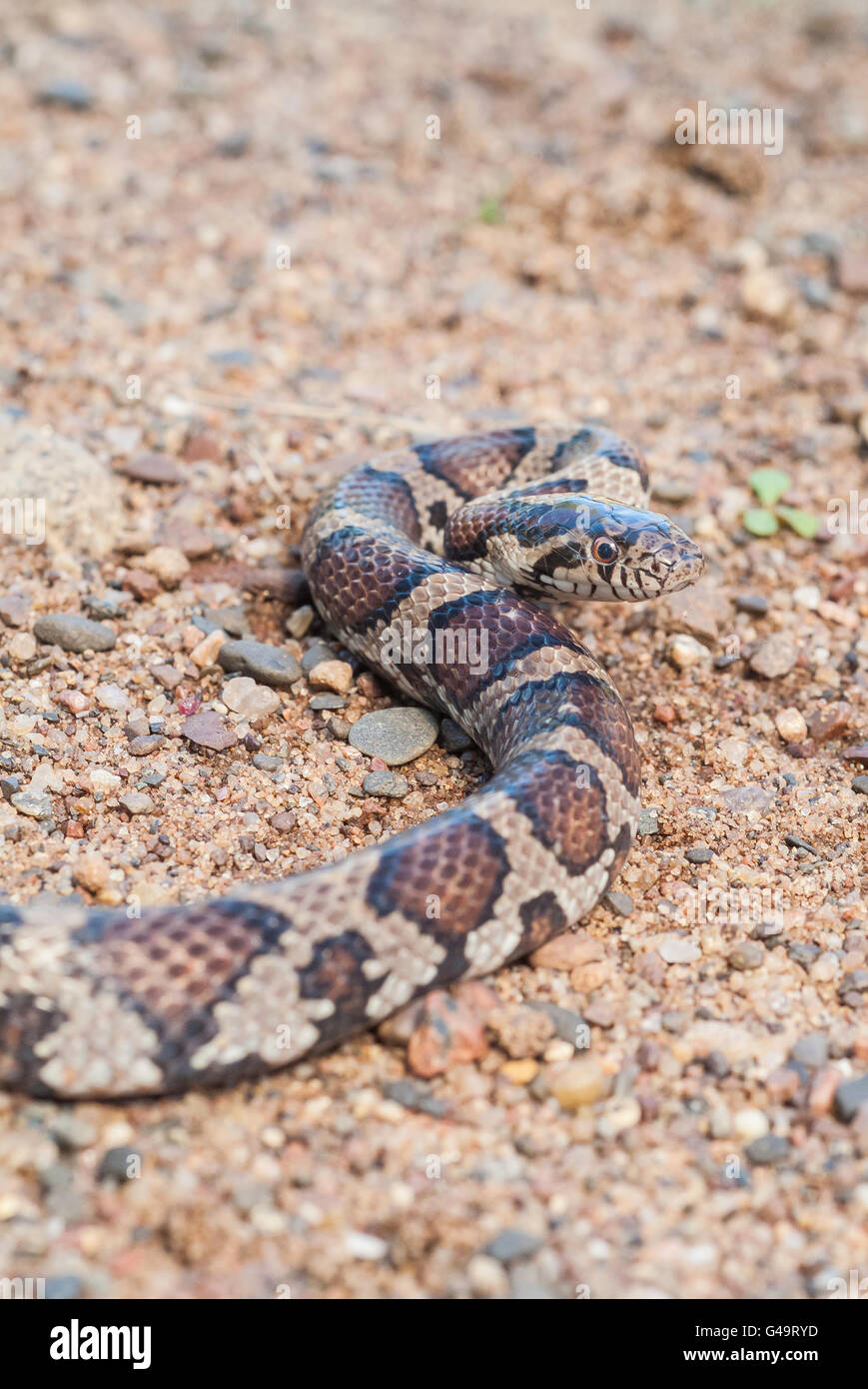 Eastern milk snake, Lampropeltis triangulum triangulum, native to the United States, Mexico, south to Latin America Stock Photo