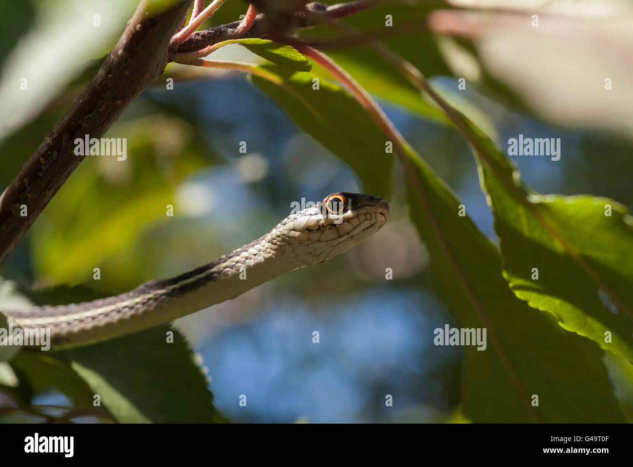 Ribbon Snake, Thamnophis Sauritus, Endemic To Eastern North America ...