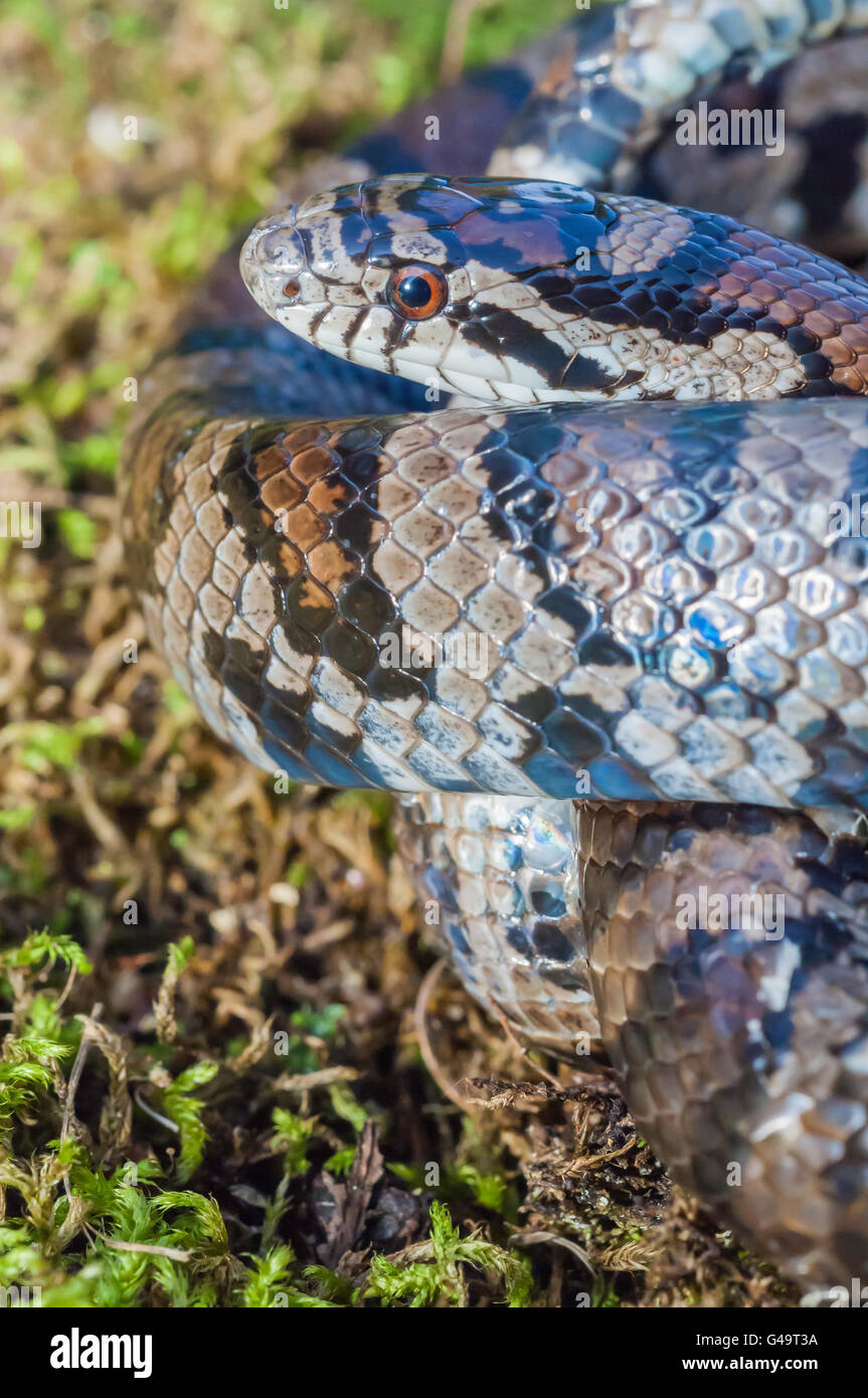 Eastern milk snake, Lampropeltis triangulum triangulum, native to the United States, Mexico, south to Latin America Stock Photo