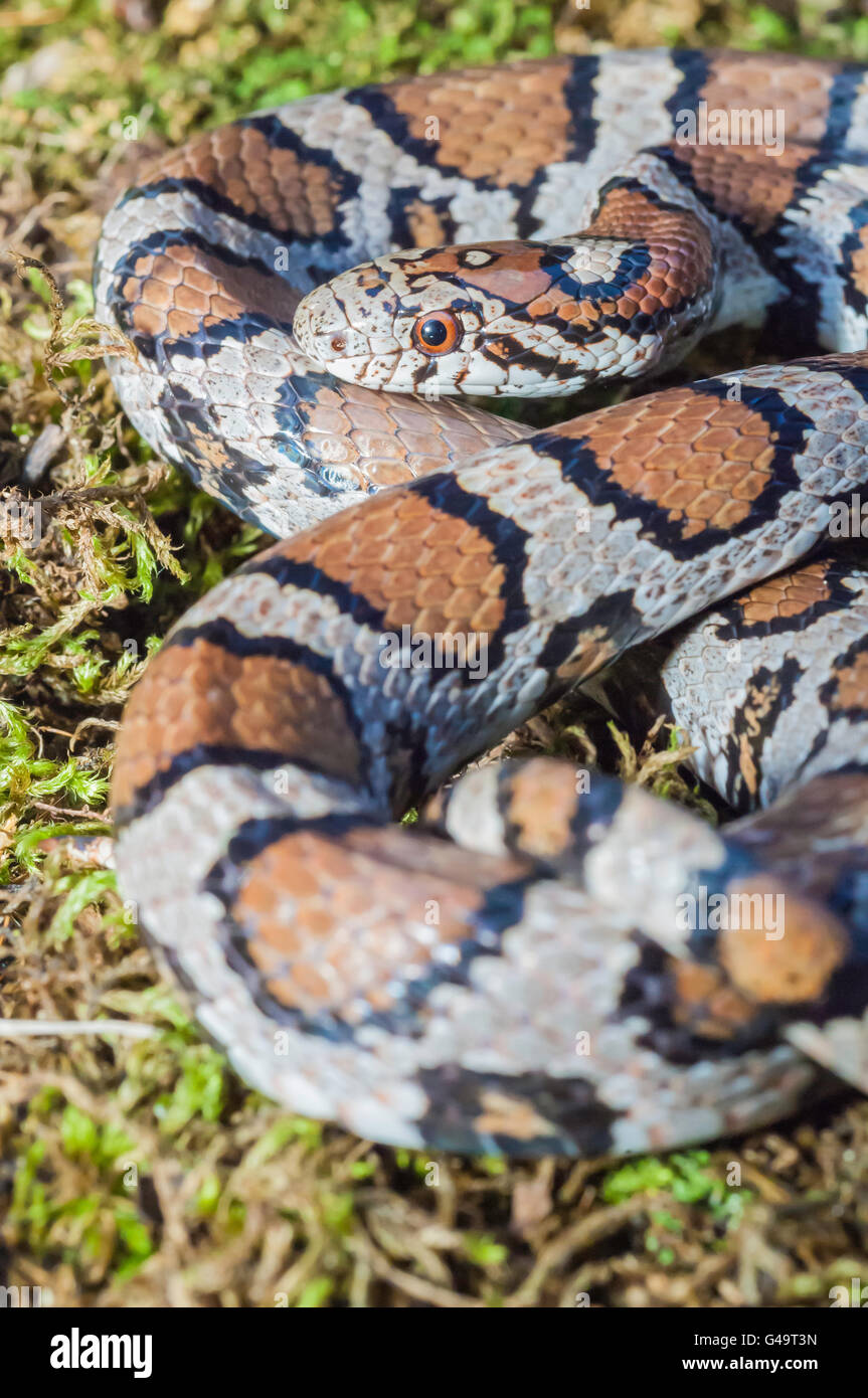 Eastern milk snake, Lampropeltis triangulum triangulum, native to the United States, Mexico, south to Latin America Stock Photo