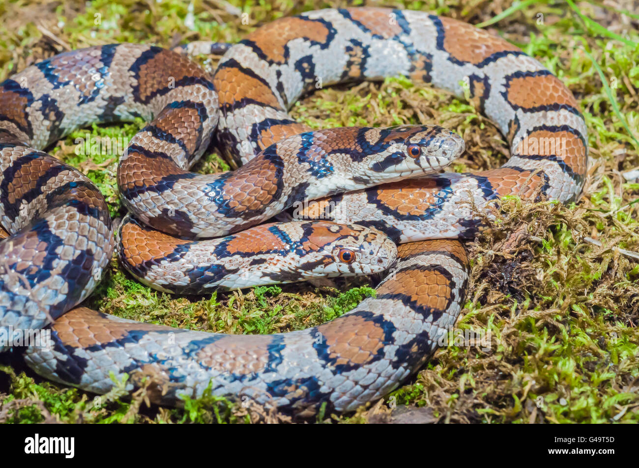 Eastern milk snake, Lampropeltis triangulum triangulum, native to the United States, Mexico, south to Latin America Stock Photo