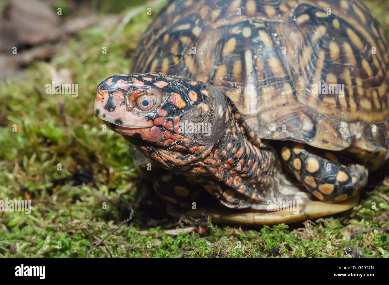 Ornate box turtle, Terrapene ornata ornata, native to Great Plains, USA Stock Photo