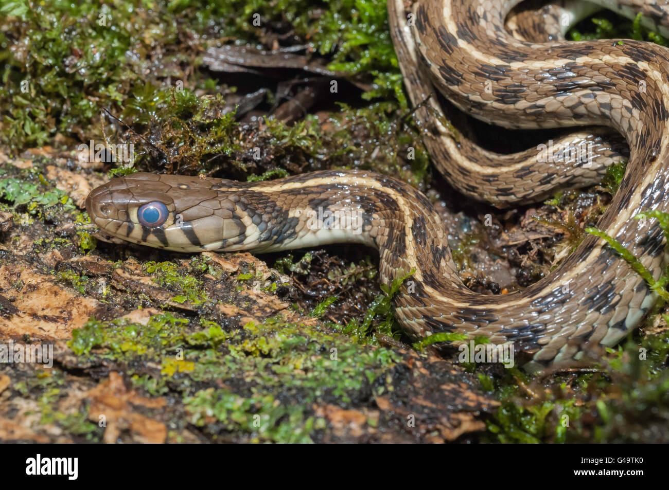 Checkered garter snake, Thamnophis marcianus, native to southern United States Stock Photo