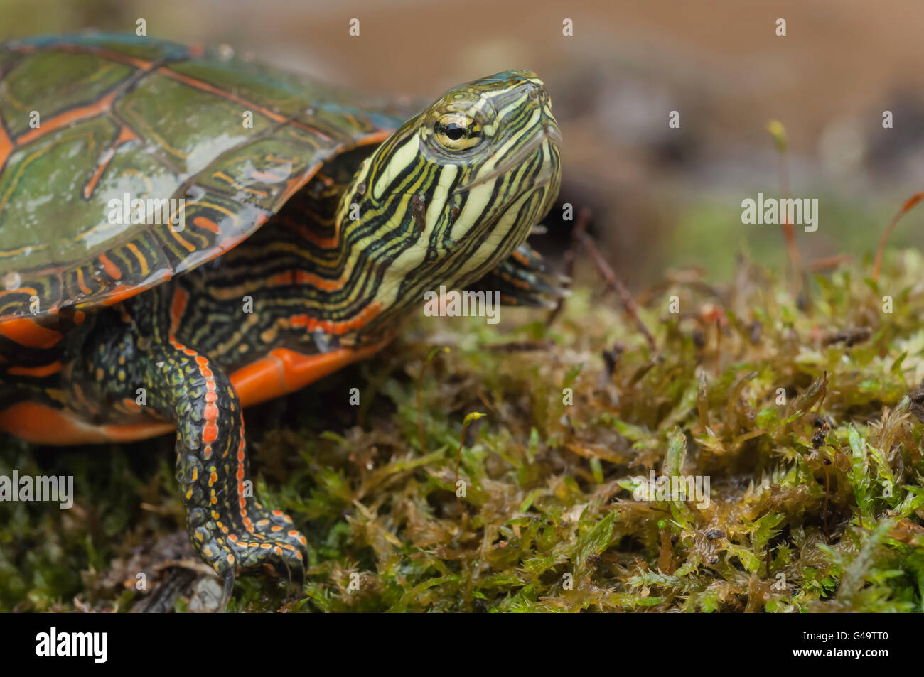 Midland painted turtle, Chrysemys picta marginata; native to eastern ...