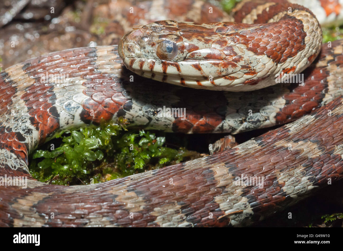 Northern Water Snake Hi-res Stock Photography And Images - Alamy