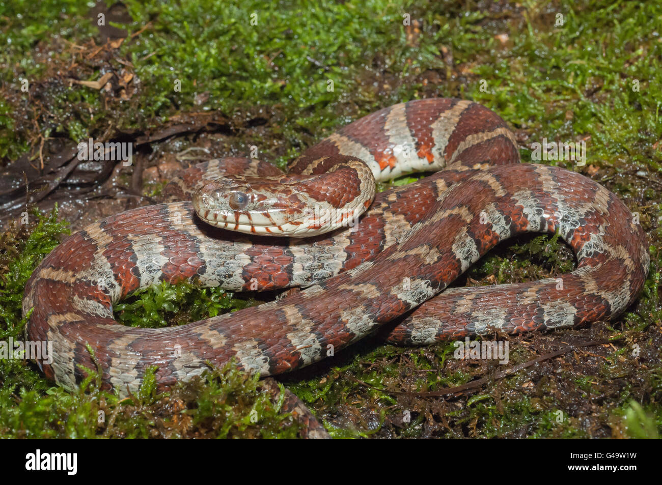 Natrix sipedon hi-res stock photography and images - Alamy