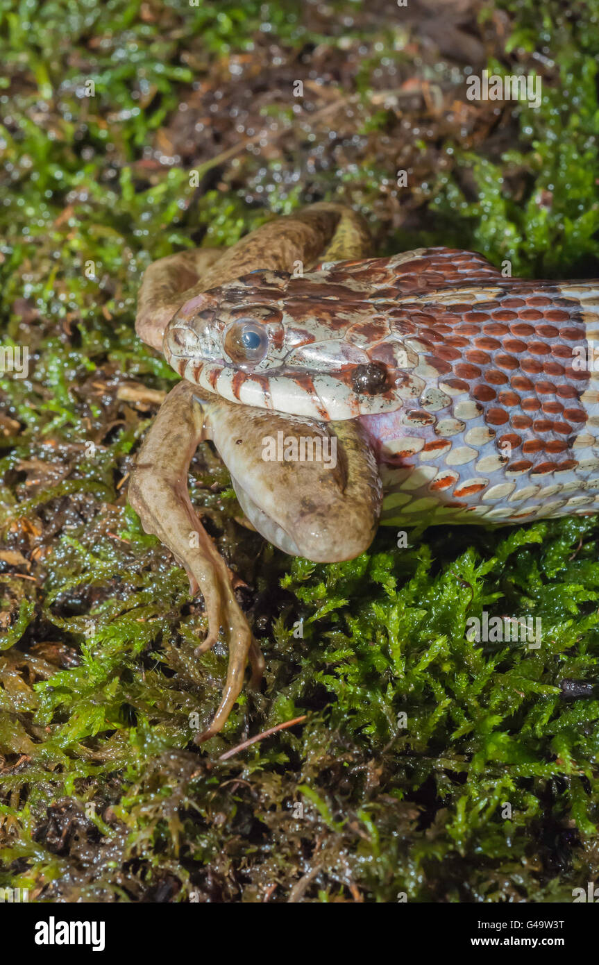 Northern Water Snake, Nerodia Sipedon, Eating Green Frog, Rana ...