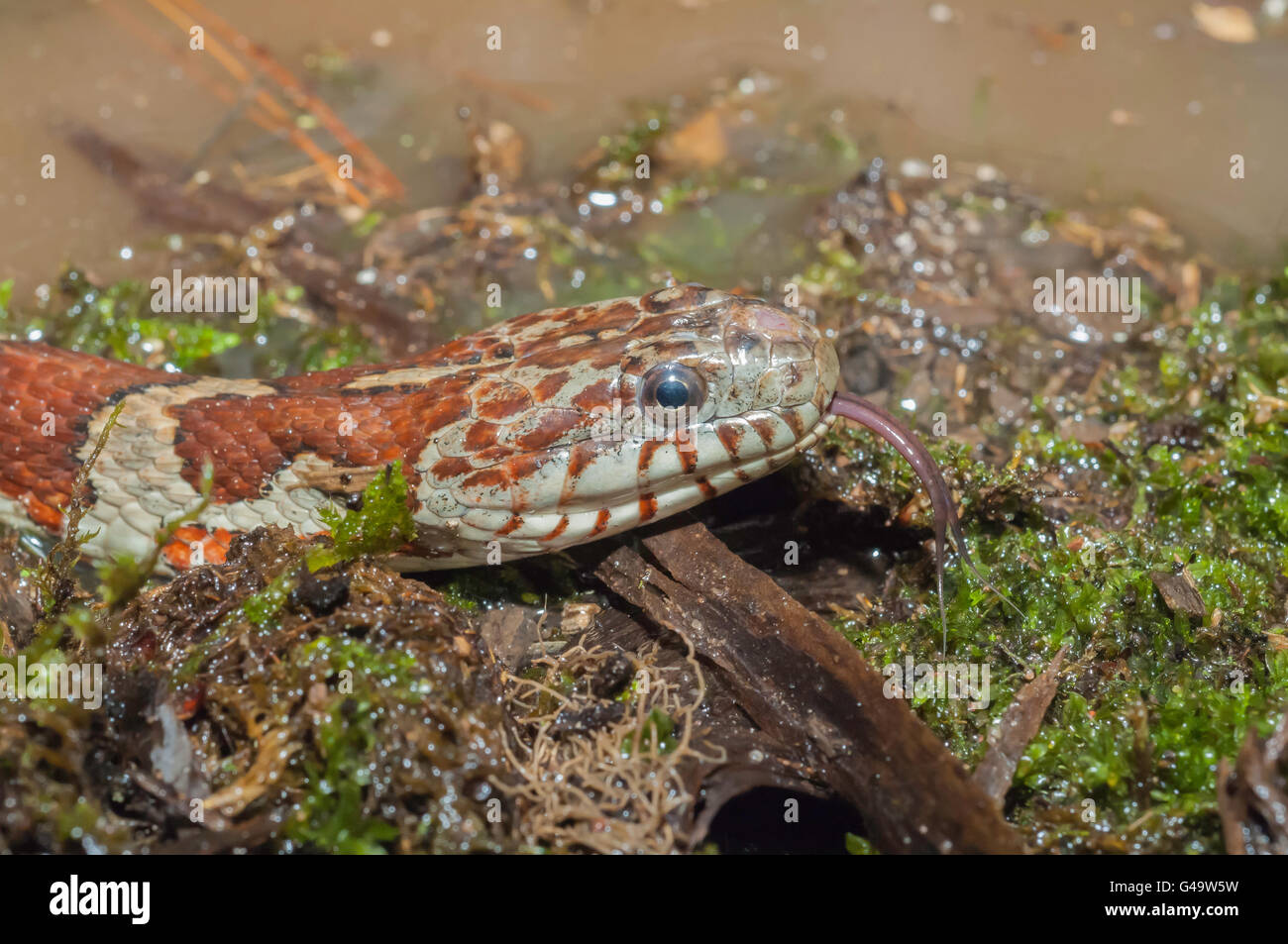 Northern Water Snake, Nerodia Sipedon Sipedon; Native To North America ...