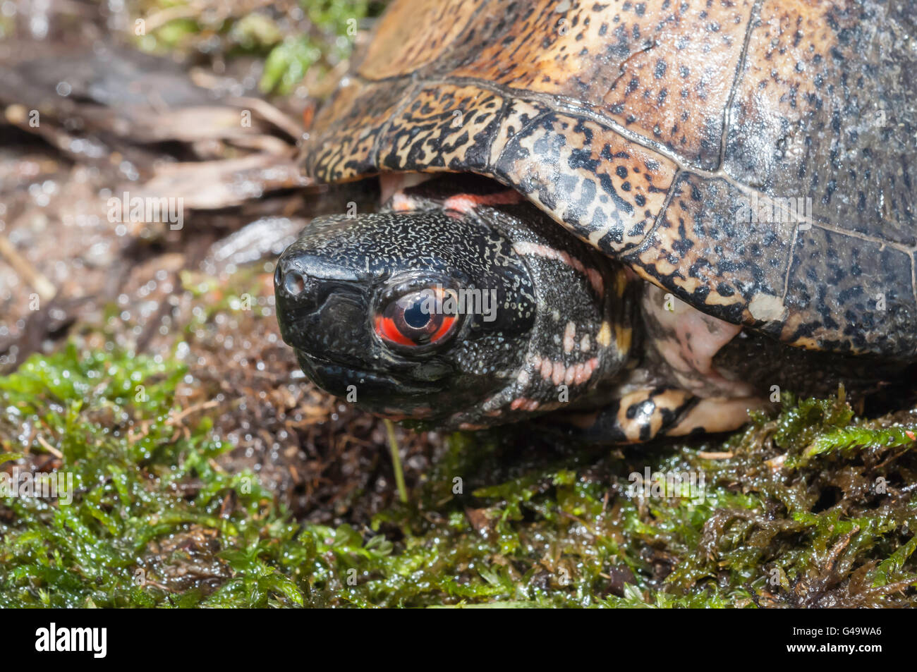 Beal's eyed turtle or Four-eyed turtle, Sacalia bealei, native to ...