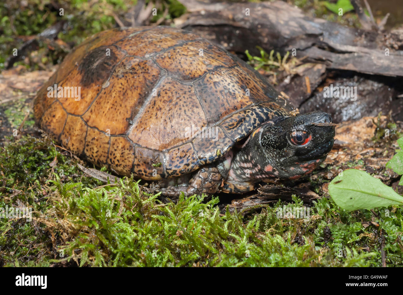 Beal's eyed turtle or Four-eyed turtle, Sacalia bealei, native to ...