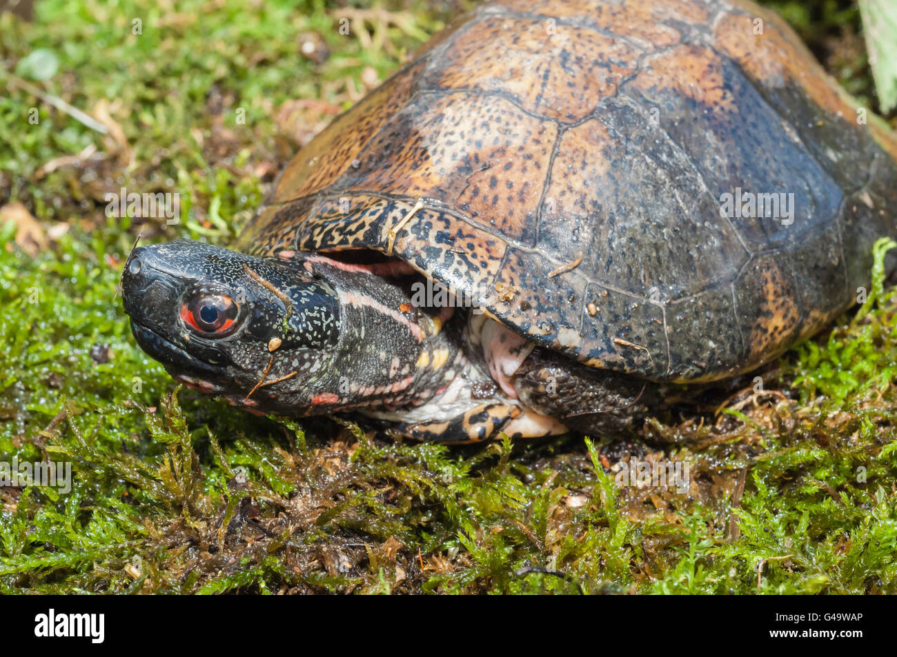 Beal's eyed turtle or Four-eyed turtle, Sacalia bealei, native to Southern China and Northern Vietnam Stock Photo