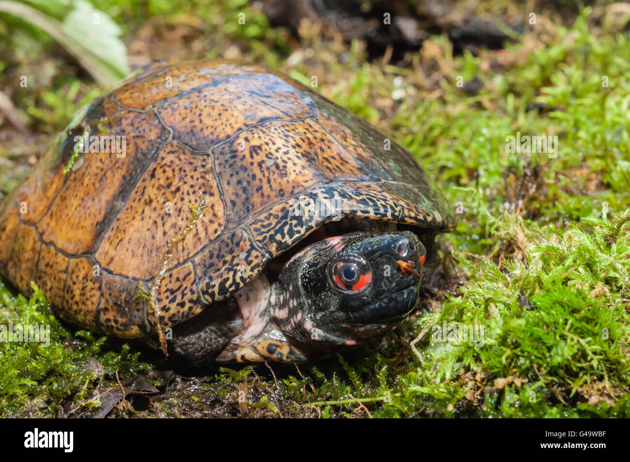 Beal's eyed turtle or Four-eyed turtle, Sacalia bealei, native to Southern China and Northern Vietnam Stock Photo