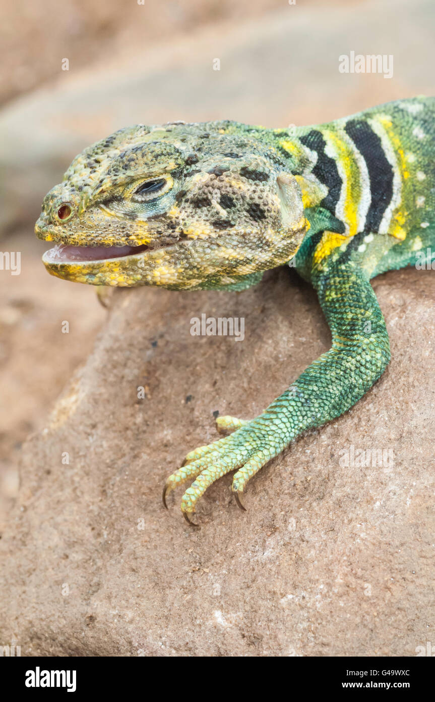 Eastern collared lizard, Crotaphytus collaris, native to North America