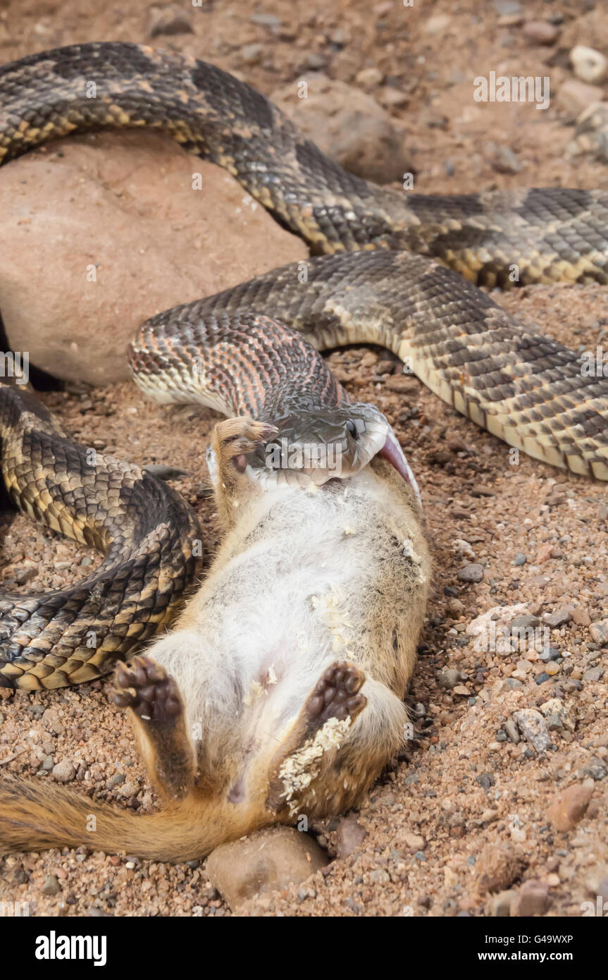 Texas black rat snake, Elaphe obsoleta obsoleta, eating eastern