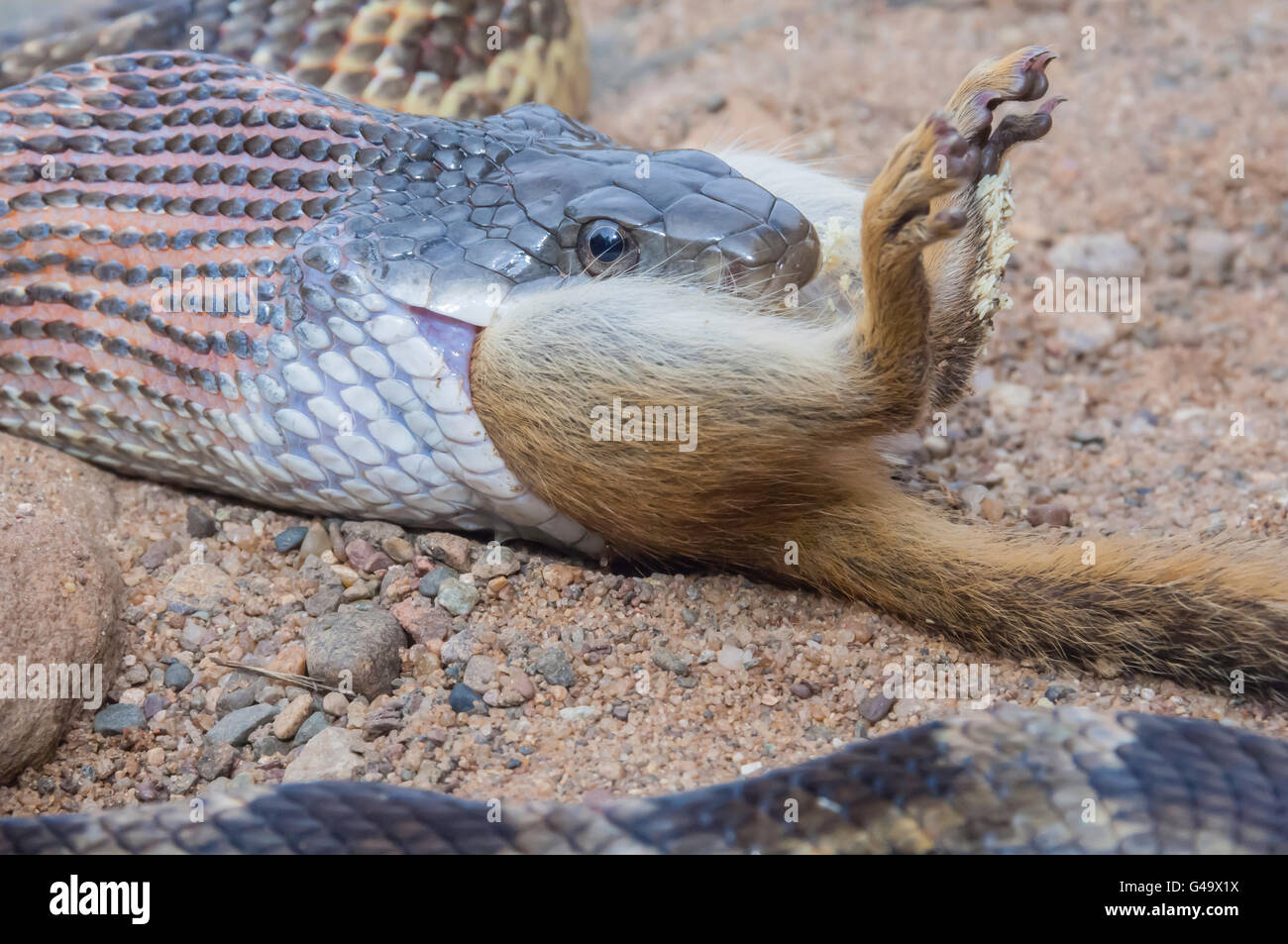 Texas black rat snake, Elaphe obsoleta obsoleta, eating eastern