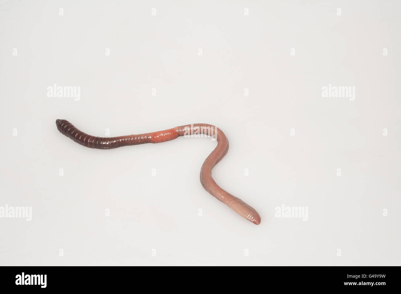 Night crawler, common earthworm, Lumbricus terrestris; cutout with white background Stock Photo