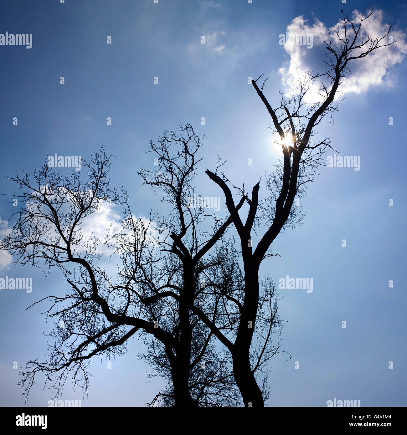 Ash tree (Fraxinus sp.) against blue sky, Auvergne, France, Europe
