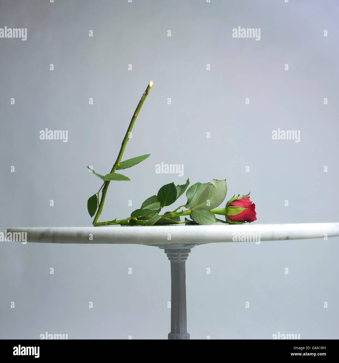 Broken rose stem hires stock photography and images Alamy