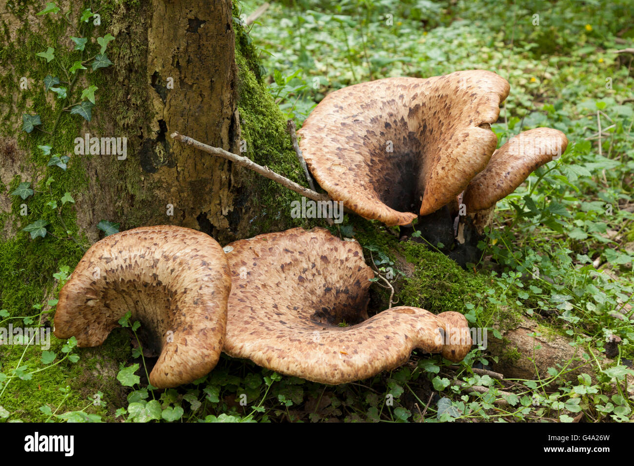 Dryad's saddle and Pheasant's back mushroom (Polyporus sqamosus) fungi on dead tree trunk in forest, Hampshire, England Stock Photo
