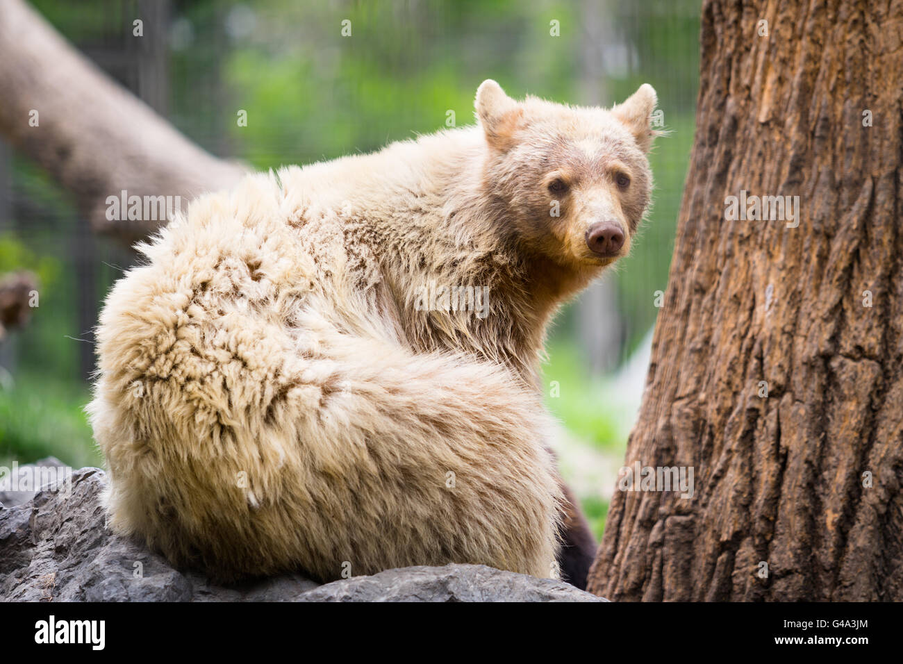 Bear in zoo Stock Photo