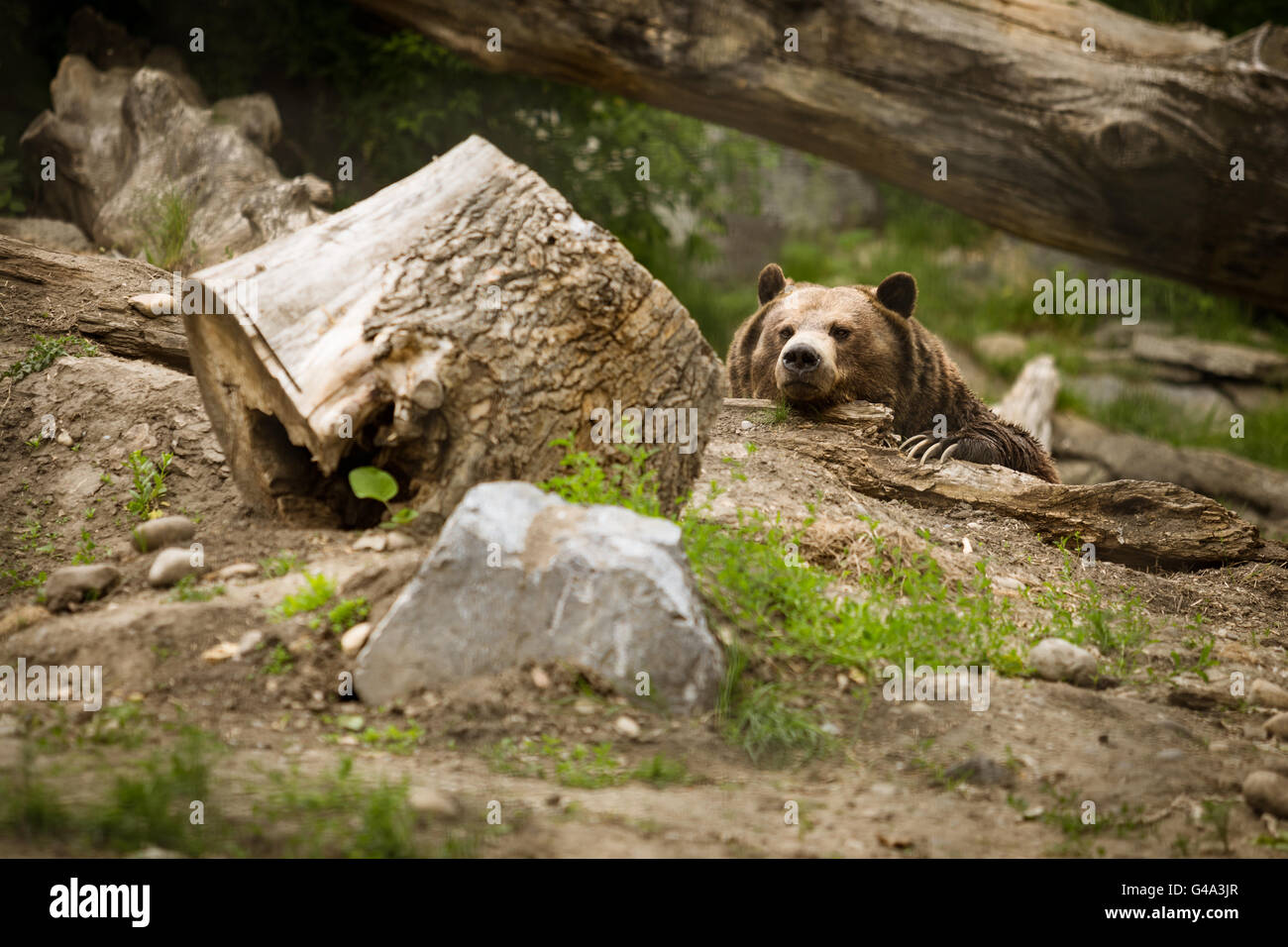 Bear in zoo Stock Photo