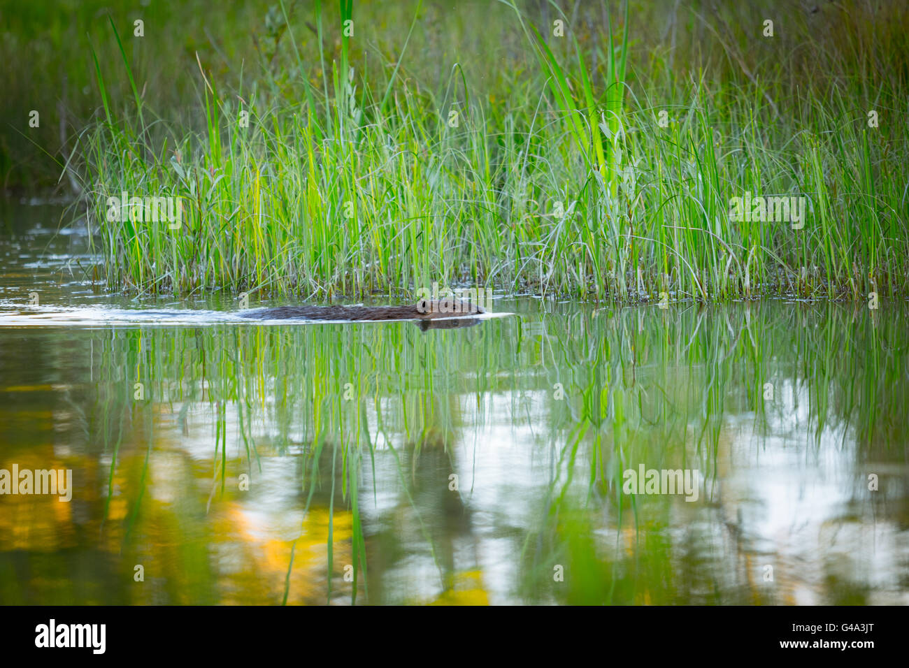 Canadian beaver in pond Stock Photo