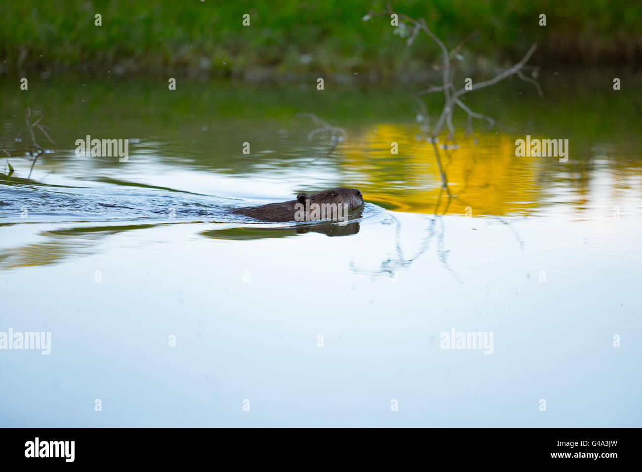 Canadian beaver in pond Stock Photo