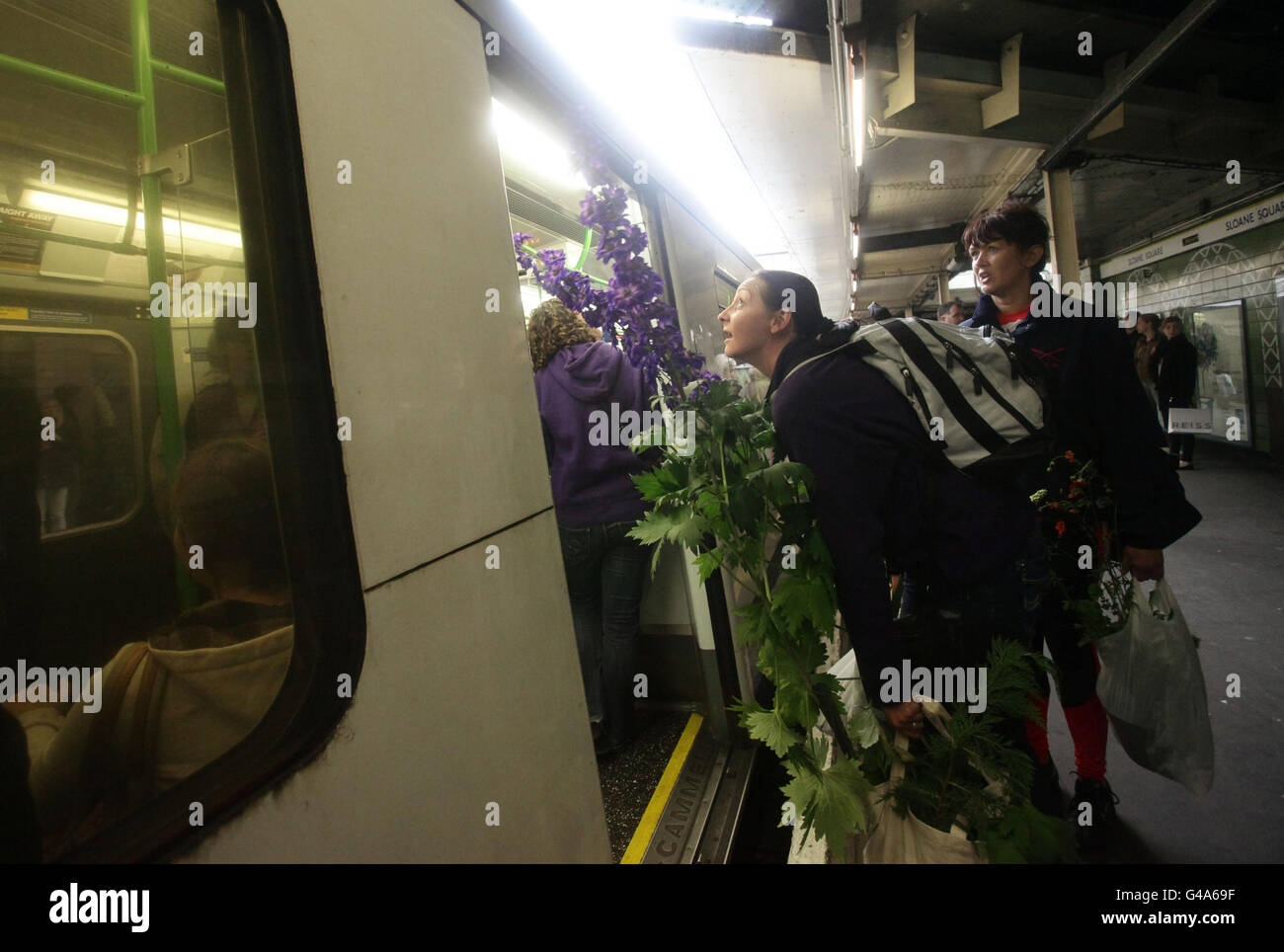 A woman with plants purchased on the last day from the RHS Chelsea Flower Show boarding a train at Sloane Sqaure Underground Station, in west London. Stock Photo