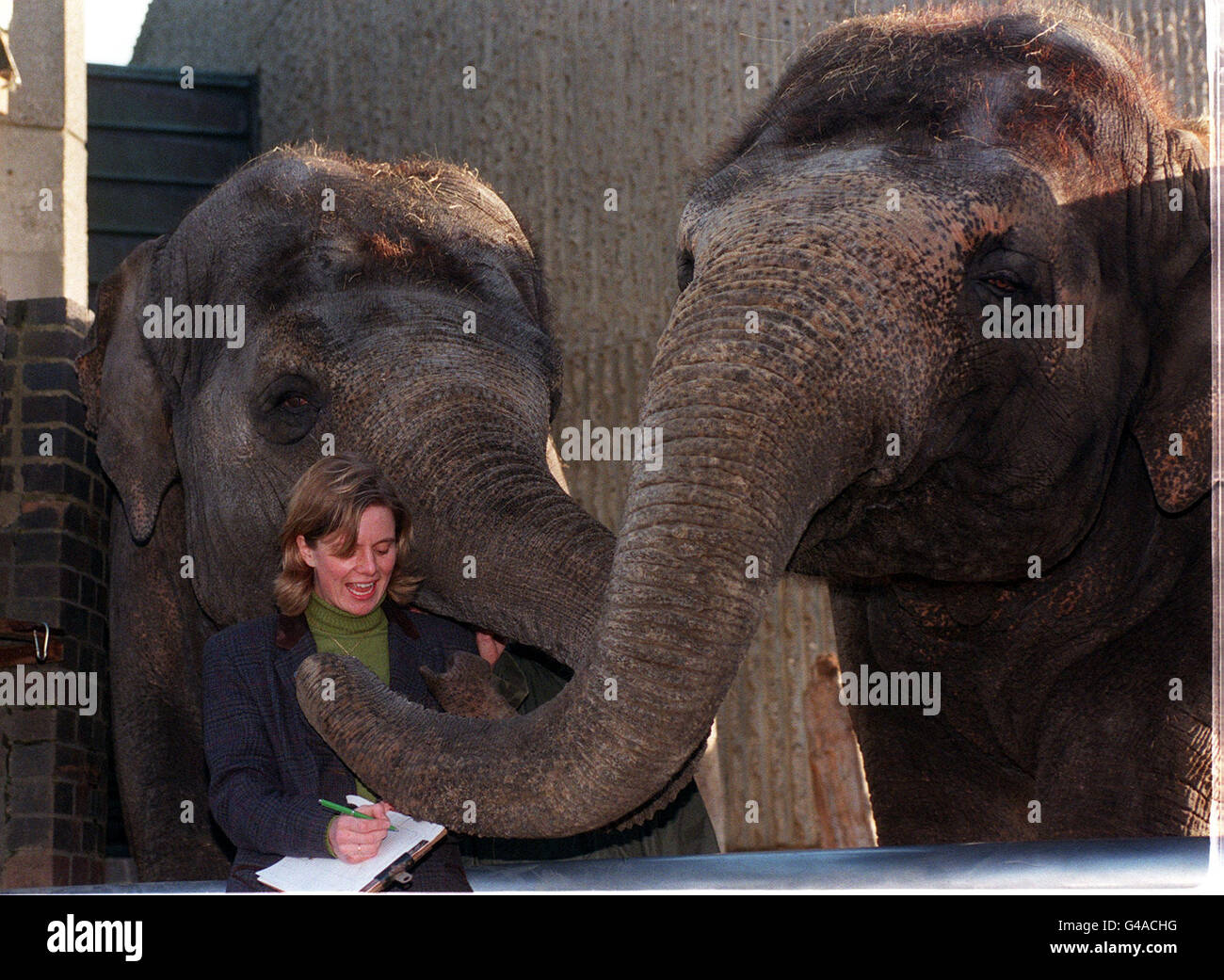 Elephants London Zoo High Resolution Stock Photography and Images - Alamy