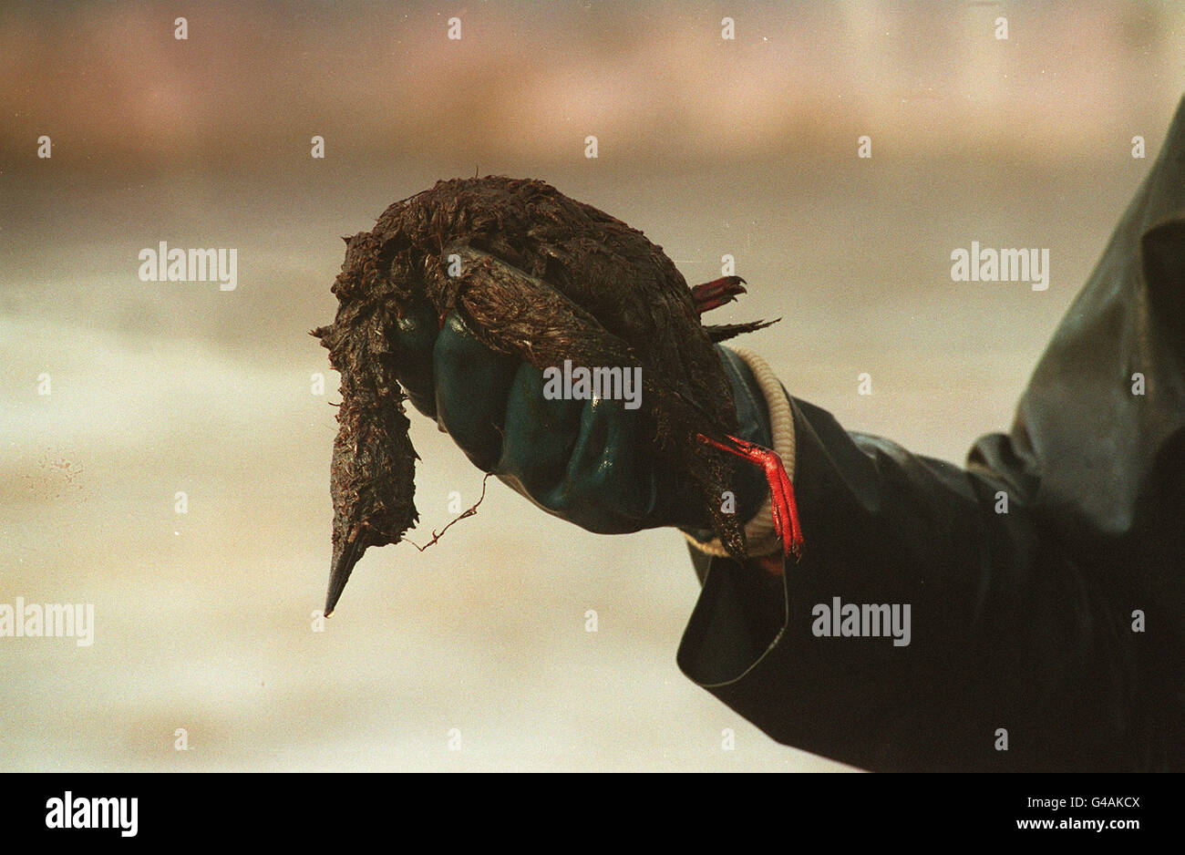 An oil-soaked victim of the Braer oil tanker disaster. The tanker ran ...