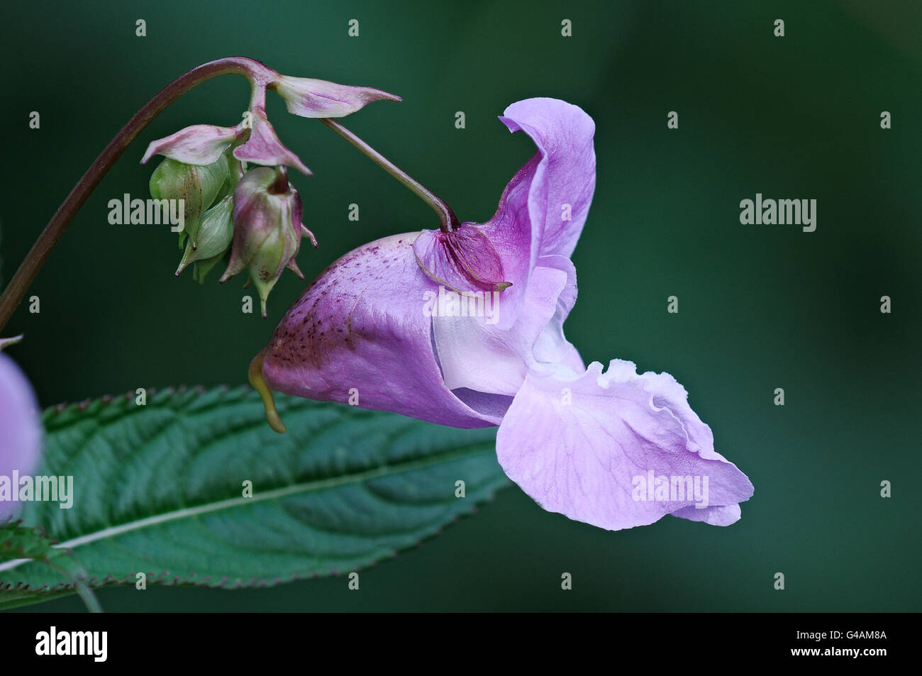 Himalayan balsam flowers, Impatiens glandulifera Stock Photo