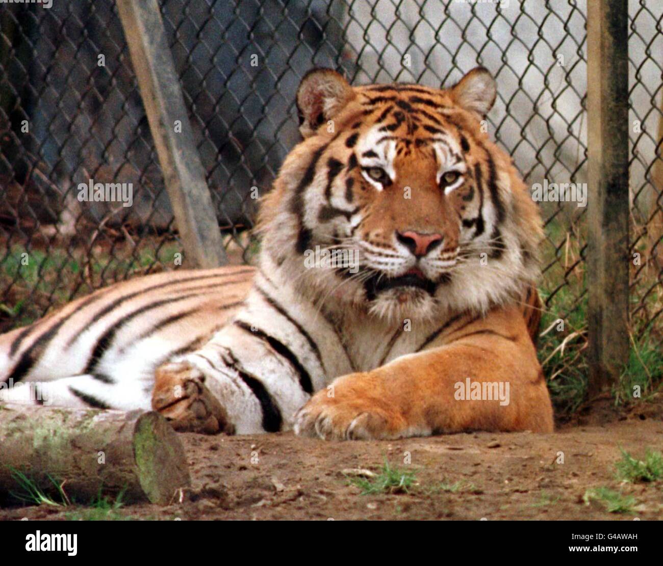 Rajah the 500lb four-year-old Bengal tiger, who yesterday attacked Nigel Wesson, a Chipperfield circus worker biting off his left arm below the elbow in the compound at Chipperfields Farm, Chipping Norton, Oxfordshire, today (Thursday). See PA Story POLICE Tiger. Photo by Barry Batchelor/PA. Stock Photo