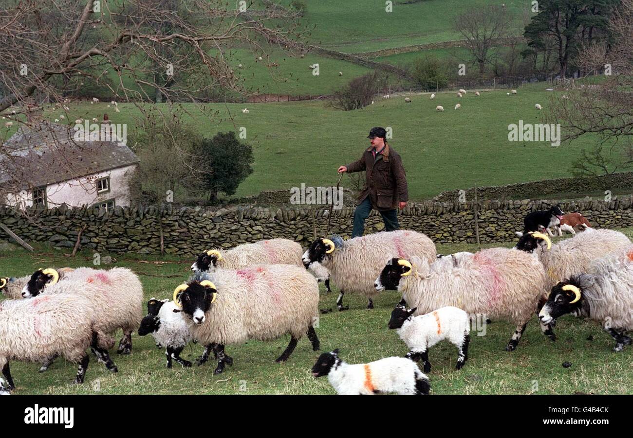 Farmer Simon Bland with some of his flock on the Cumbrian fells today (Wednesday). Bland and his fiancee Jane Barker are trying everything to stop the sheep rustlers. The couple have painted the horns of some sheep and the fleece of others and Jane is now helping to develop a micro chip to help keep track of stolen sheep. See PA Story POLICE Sheep. Photo John Giles.PA. Stock Photo