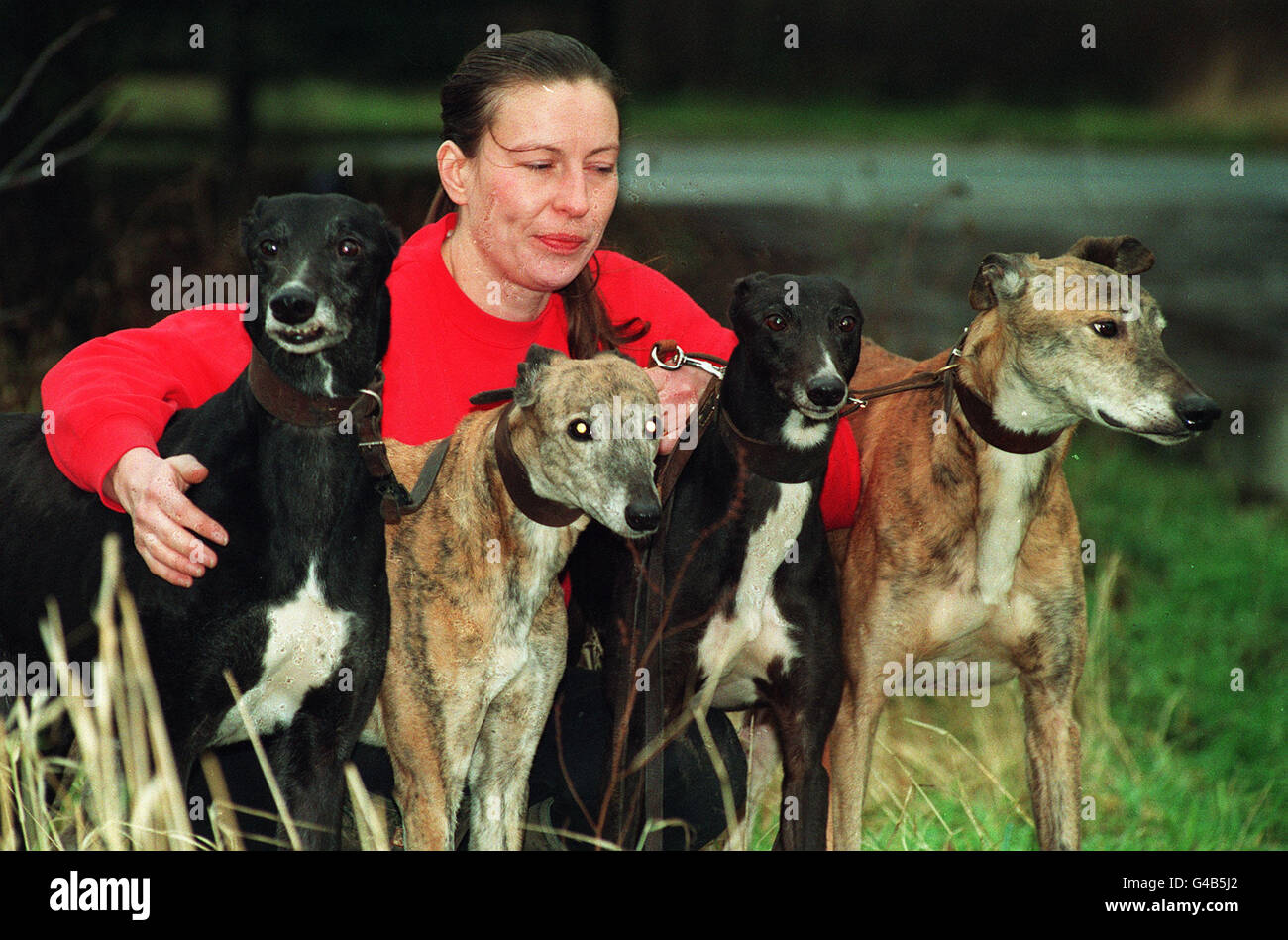 PA NEWS PHOTO 12/01/94 A BBC DOCUMENTARY ON THE FATE OF THOUSANDS OF GREYHOUNDS IS EXPECTED TO CAUSE OUTRAGE. THE COUNTRY'S ONLY GREYHOUND SANCTUARY AT SELBY HAS 60 DOGS AT THE MOMENT. JAYNE BARKER IS WITH FOUR OF THEM Stock Photo