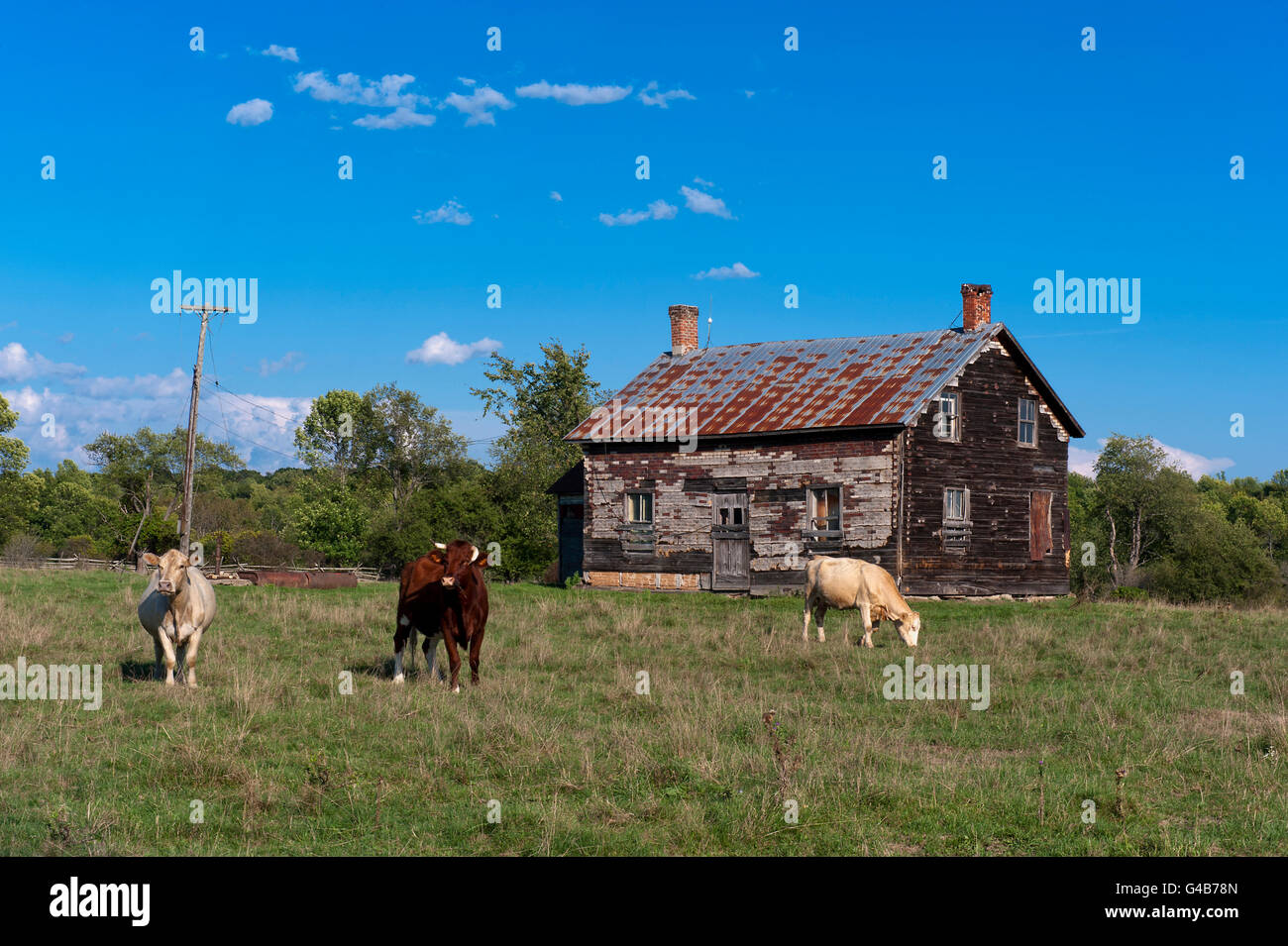 Cows by old farm house Stock Photo