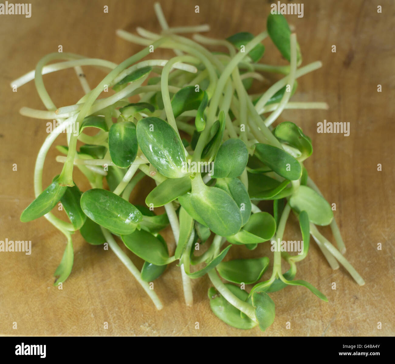 green young sunflower sprouts Stock Photo Alamy