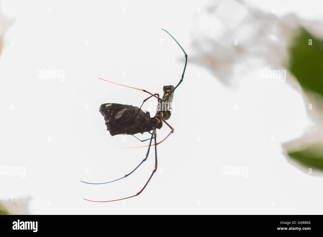 spider captures and eat lacewing butterfly Stock Photo
