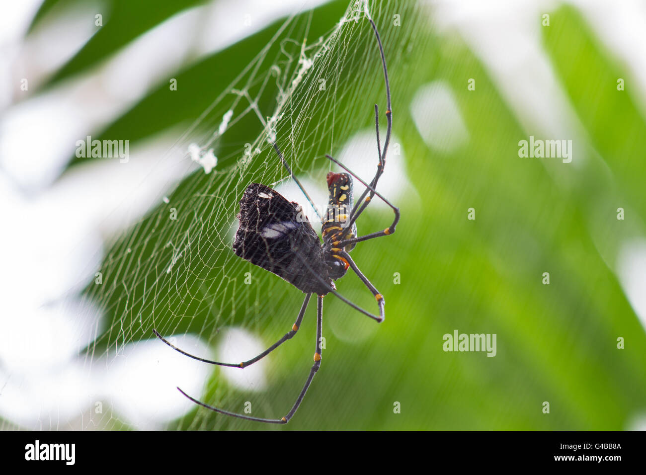 spider captures and eat lacewing butterfly Stock Photo