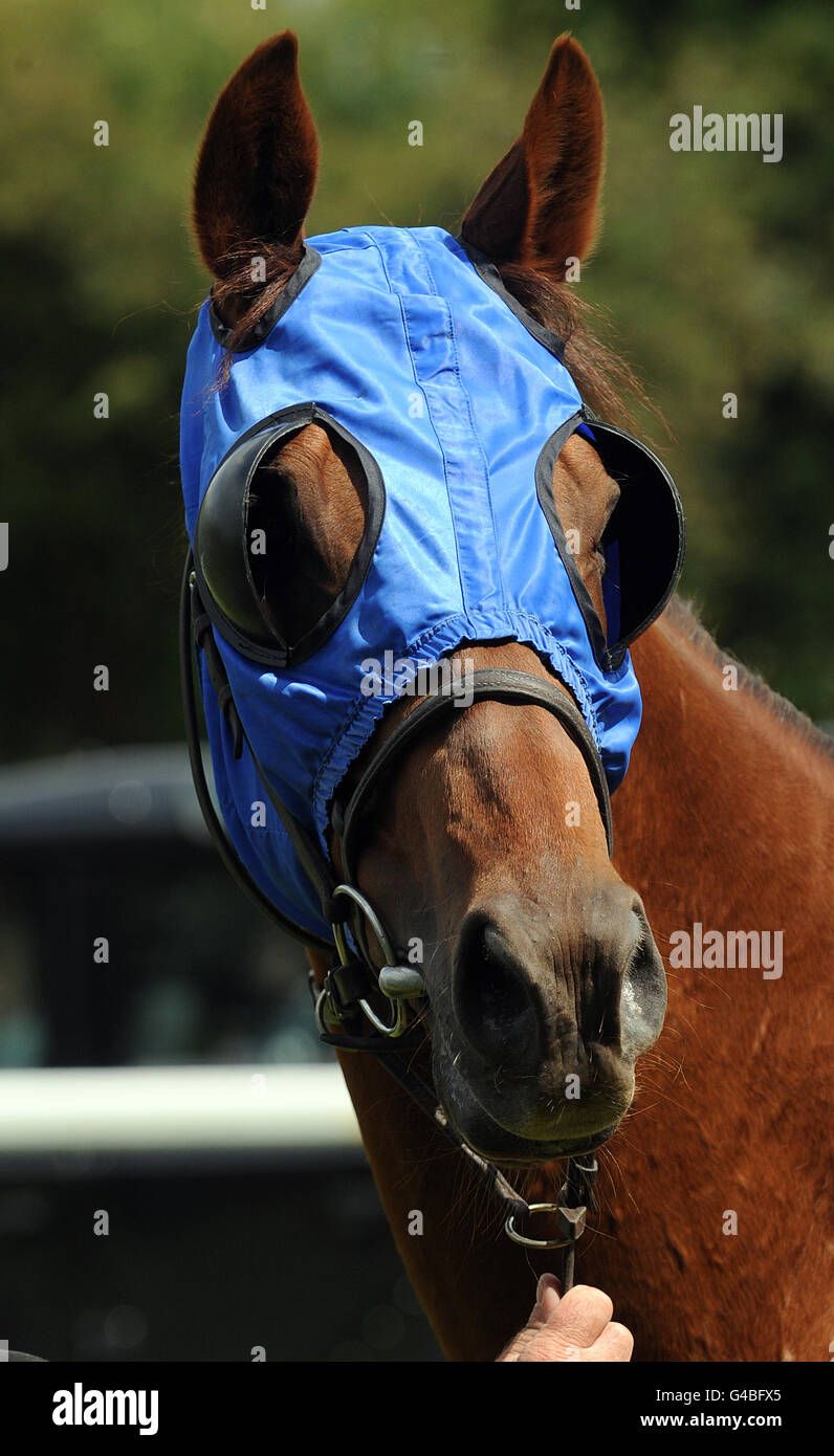 Bonnie Prince Blue wears blinkers ahead of the SIS Live Claiming Stakes at Ripon Racecourse. Stock Photo