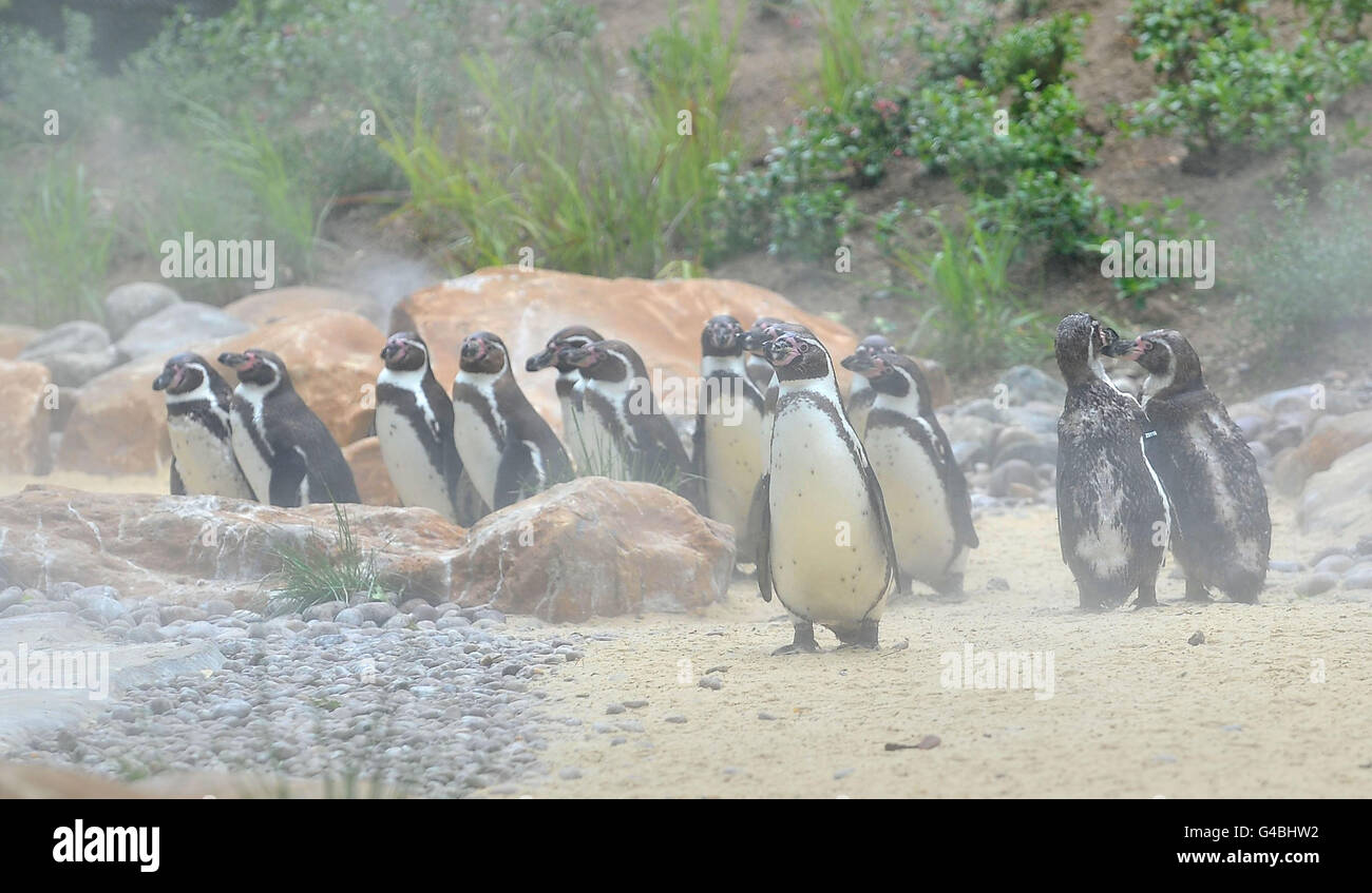 London Zoo's Penguin Beach launch Stock Photo - Alamy