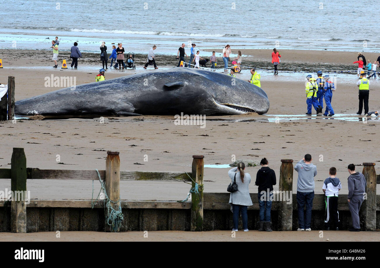 Почему киты выбрасываются на берег. Киты выбрасываются на берег. Самый большой Кашалот в мире.