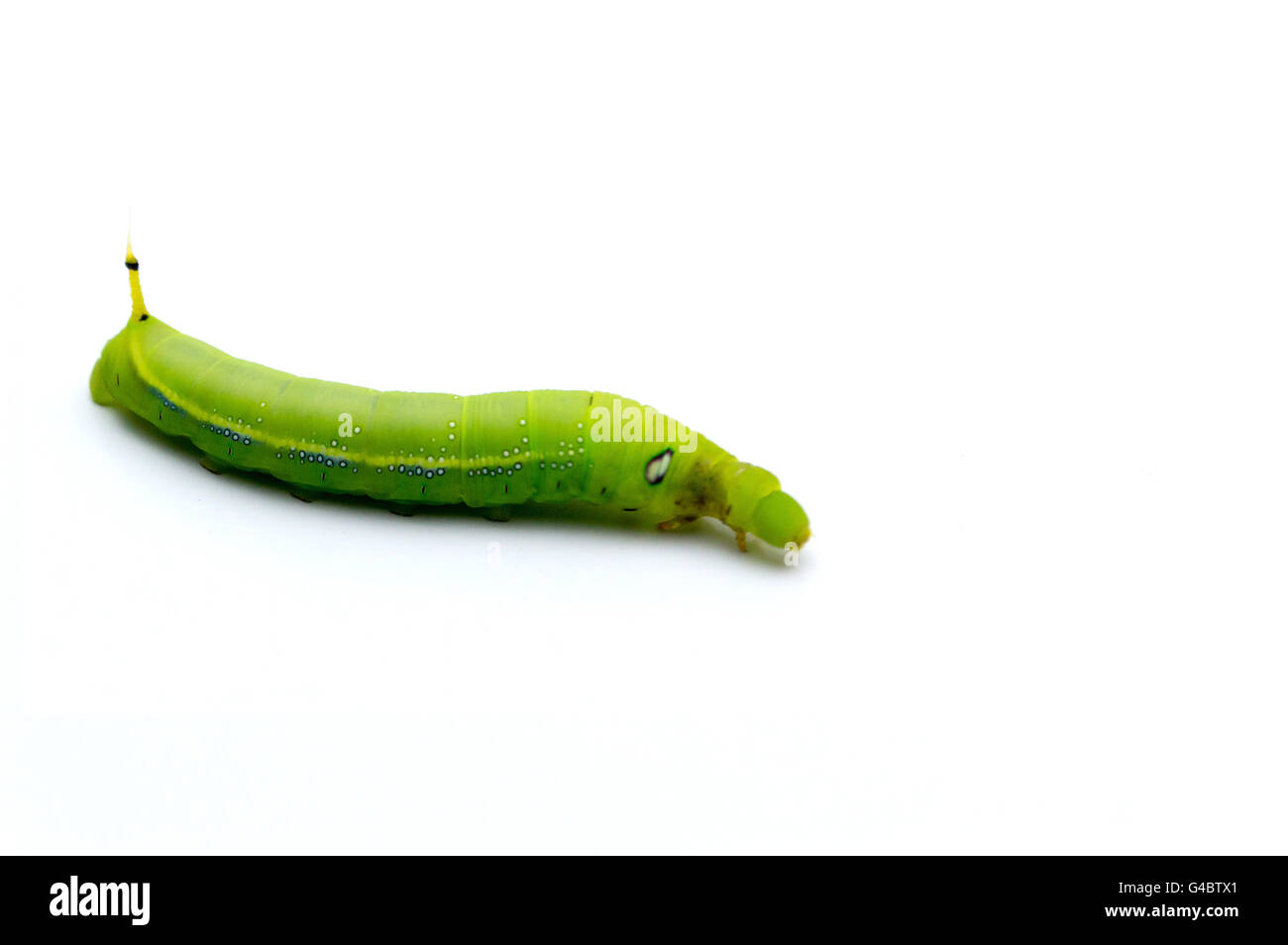 Green caterpillars or green worm isolated on white background Stock Photo Alamy