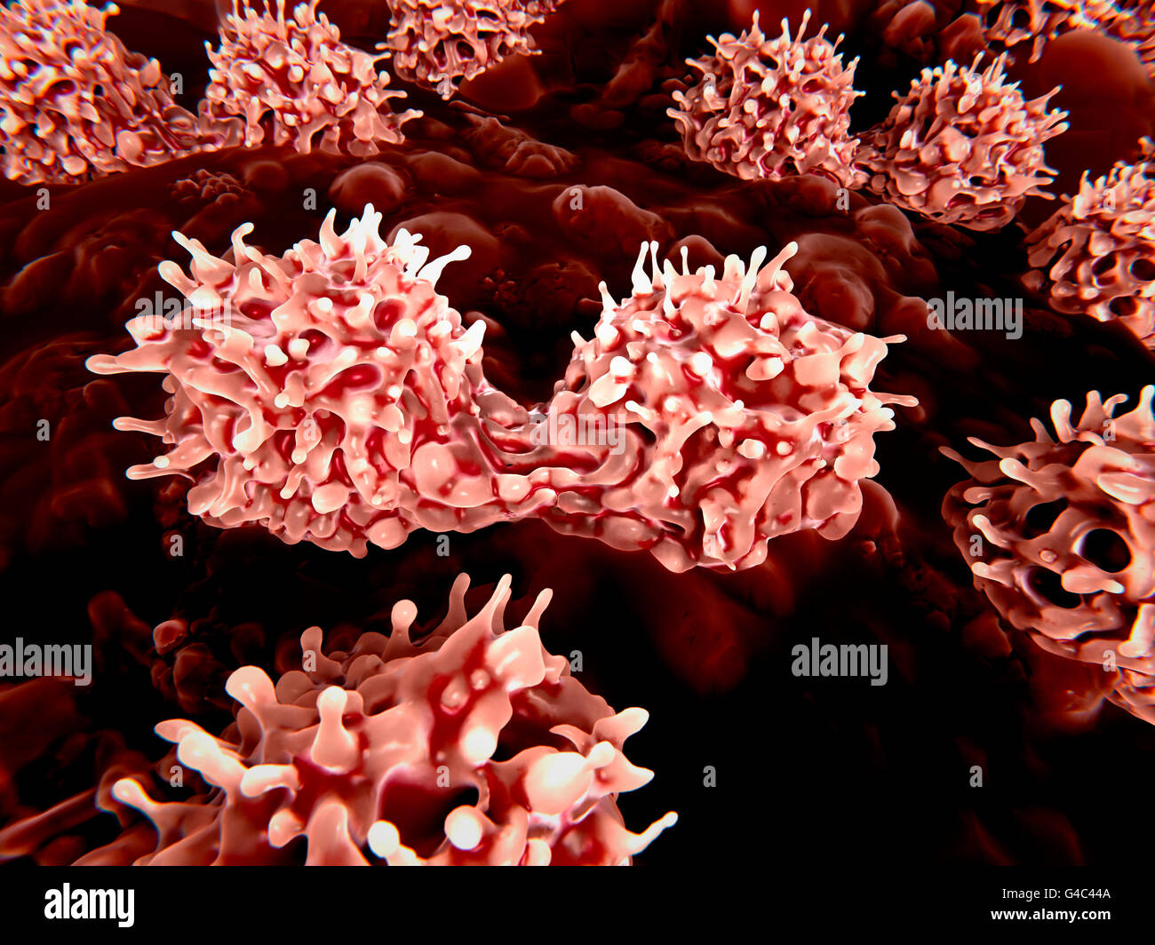 Stem cells. Illustration of bone marrow stem cells dividing. Bone
