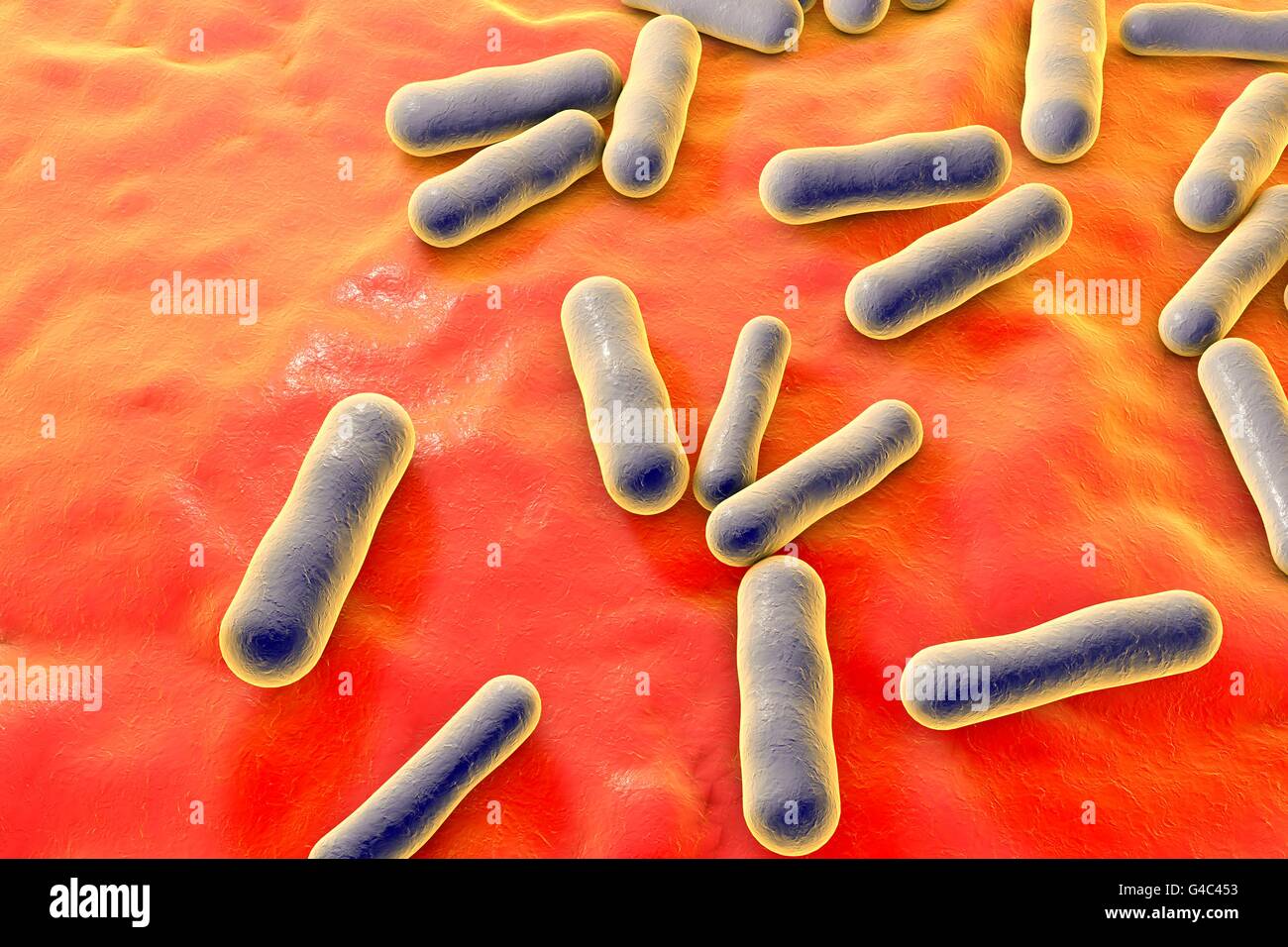 Propionibacterium bacteria, computer illustration. These are an example of non-pathogenic bacteria found on human skin, where they are well adapted to the natural acidity. An example is Propionibacterium acnes, found in the hair follicles and pores of the skin, where it usually causes no problems. However, if there is an overproduction of sebum (sebaceous oil), the bacteria proliferate, producing enzymes that damage the skin and cause acne. Stock Photo