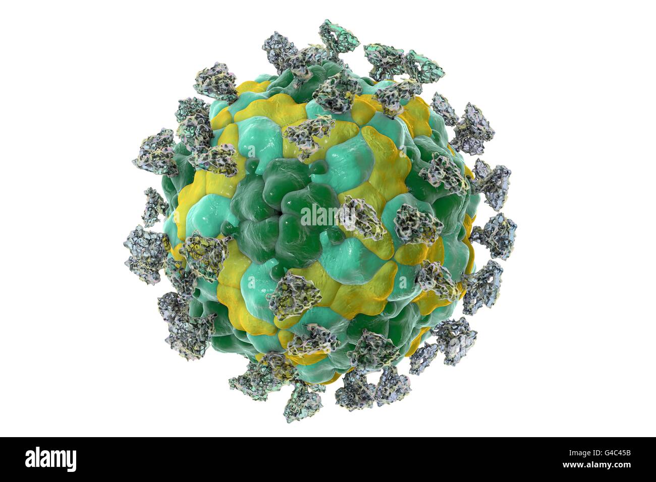 Enterovirus with attached integrin molecules, computer illustration ...