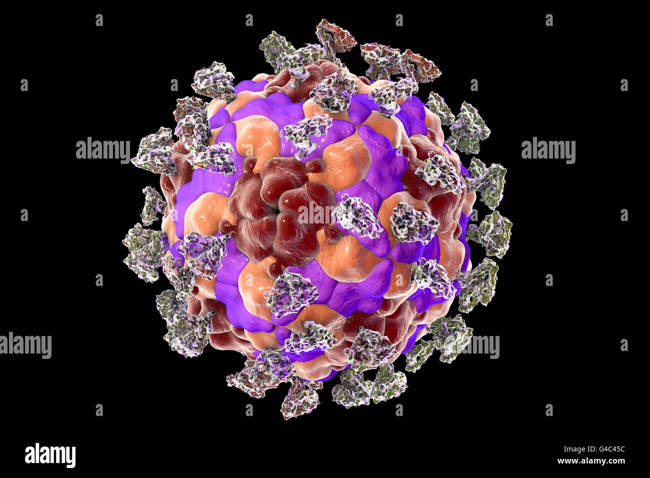 Enterovirus with attached integrin molecules, computer illustration. Enteroviruses are RNA (ribonucleic acid) viruses from the Picornaviridae family. Integrins serve as cell receptors for enteroviruses. Stock Photo