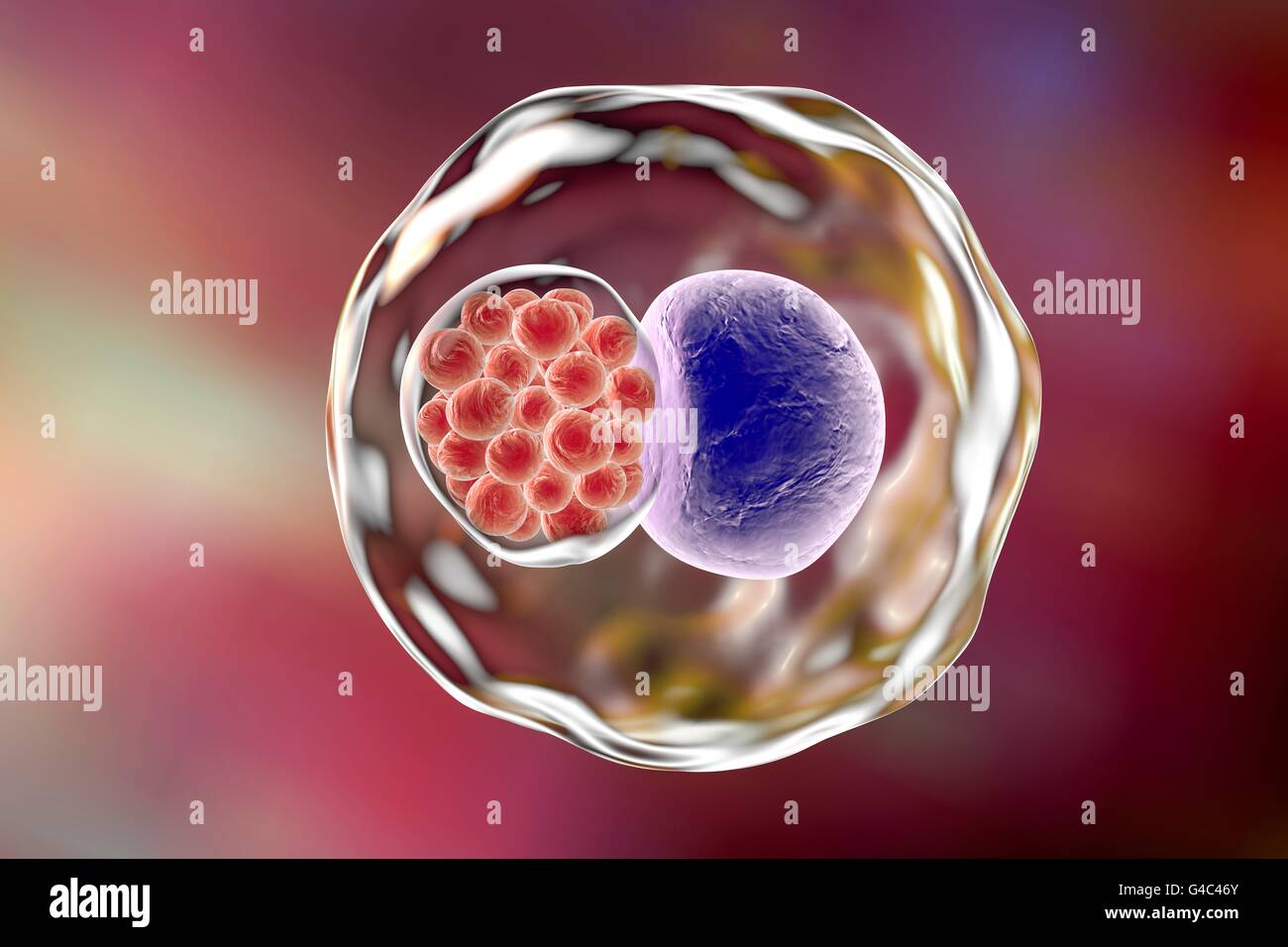 Chlamydia bacteria in a cell. Computer illustration showing an inclusion composed of a group of chlamydia (red) near the nucleus (violet) of a cell. Stock Photo