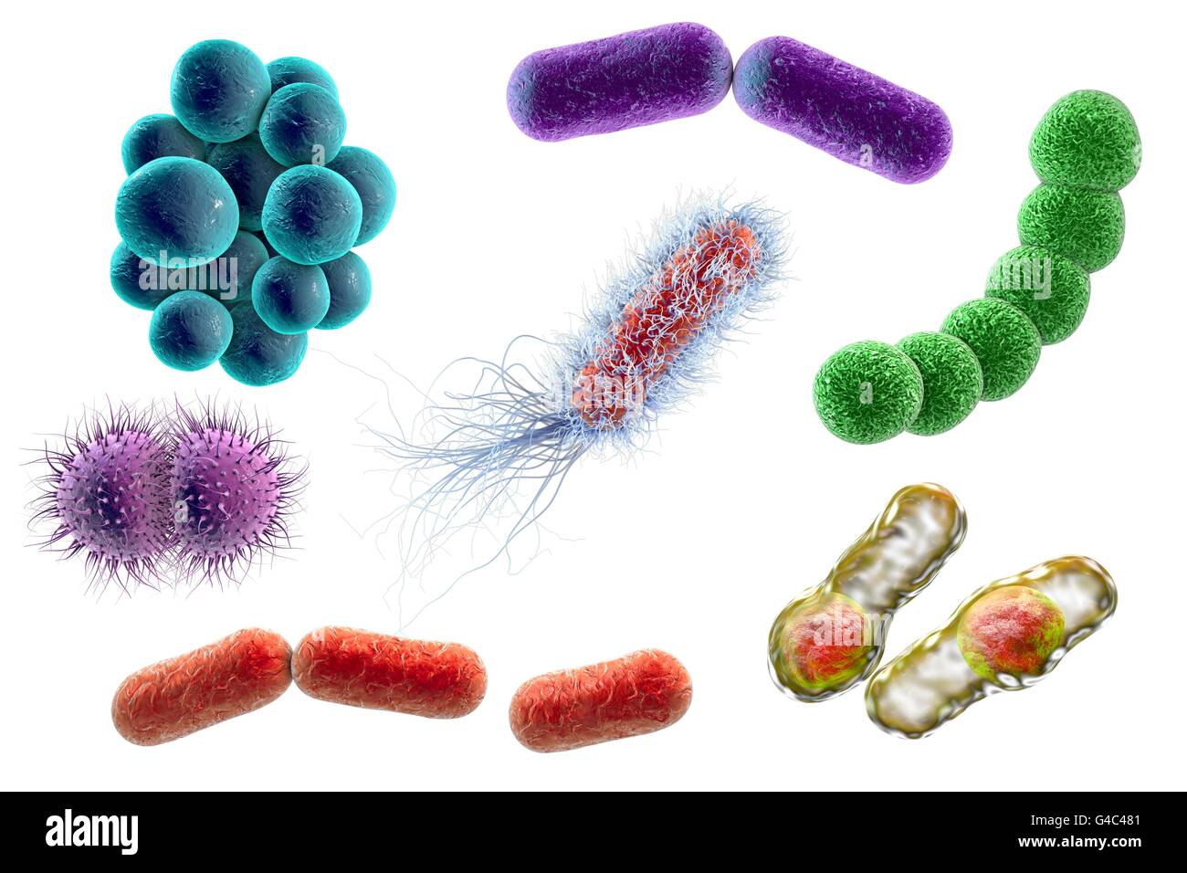Bacteria And Their Names